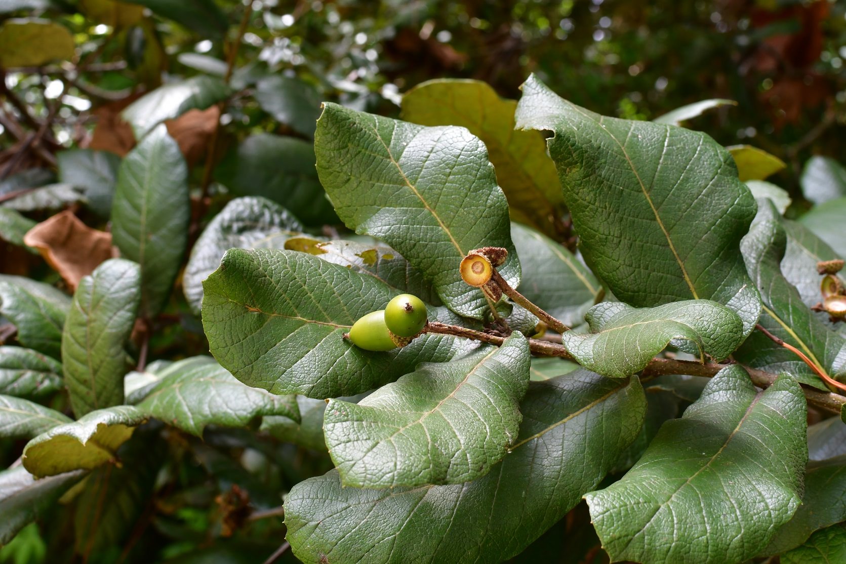 Quercus rugosa